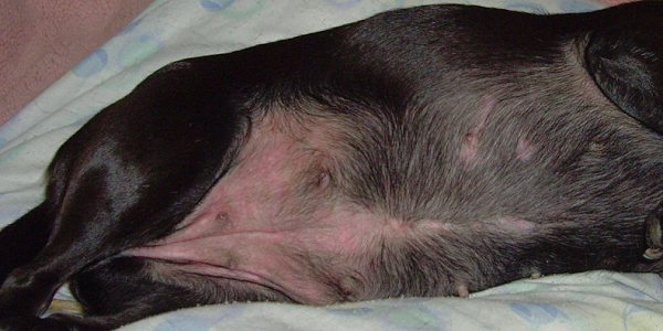 犬のマラセチア皮膚炎の症状と治療法