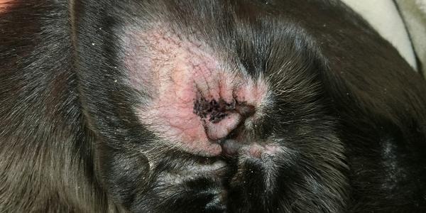 犬のマラセチア皮膚炎の症状