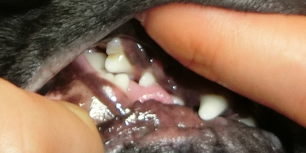 犬が歯周病になった際の治療法