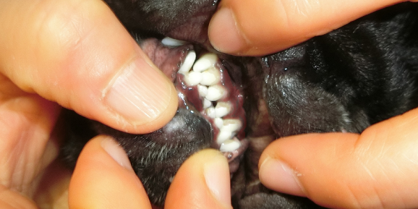 犬の歯周病の症状