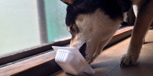 納豆を食べる犬