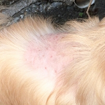 犬の膿皮症の原因と特徴