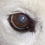 犬の角膜炎の原因と治療法
