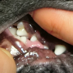 犬の歯周病の症状と治療法