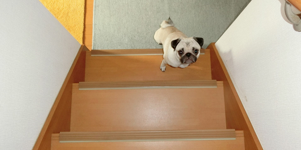 犬の階段の昇り降りは足腰に負担